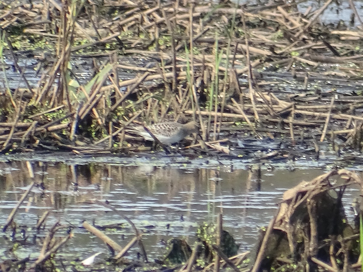 Baird's Sandpiper - ML175502011