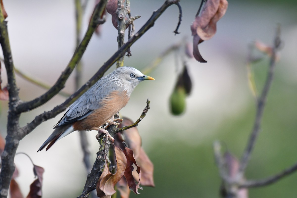 Chestnut-tailed Starling - ML175503201