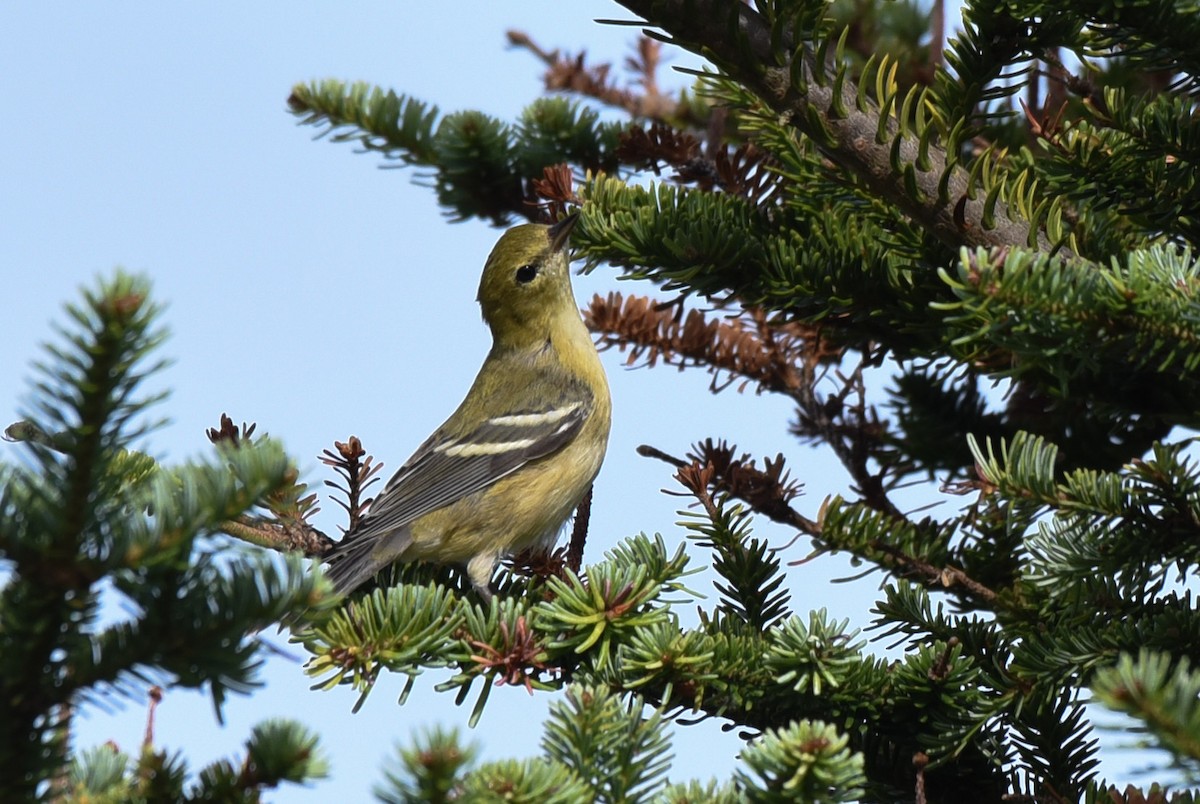 Bay-breasted Warbler - ML175504121