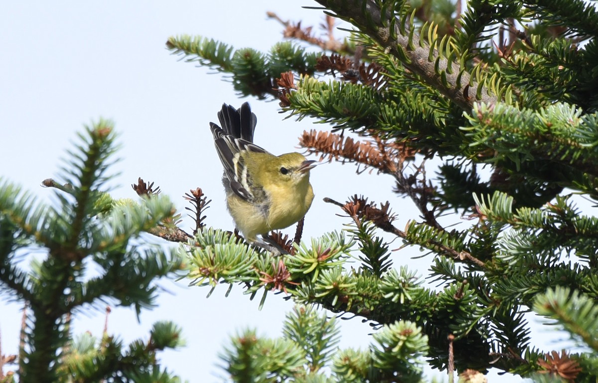 Bay-breasted Warbler - ML175504141