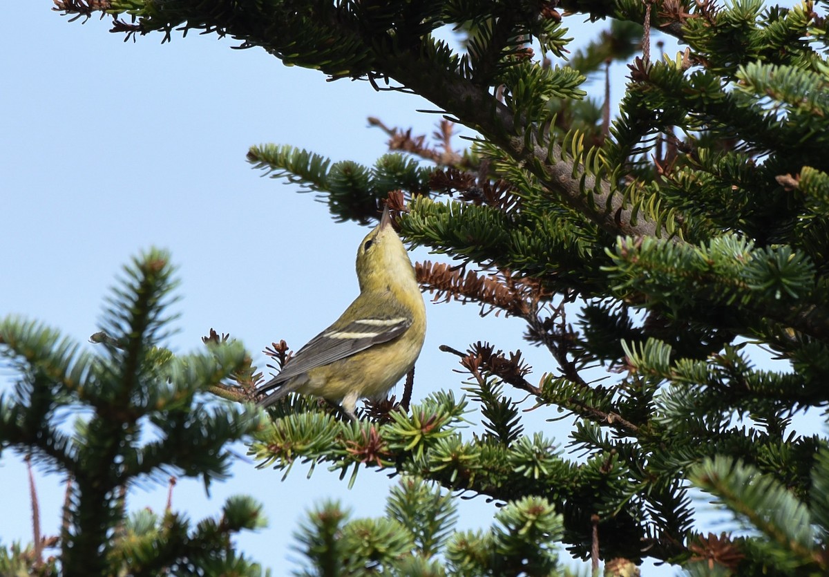 Bay-breasted Warbler - ML175504151