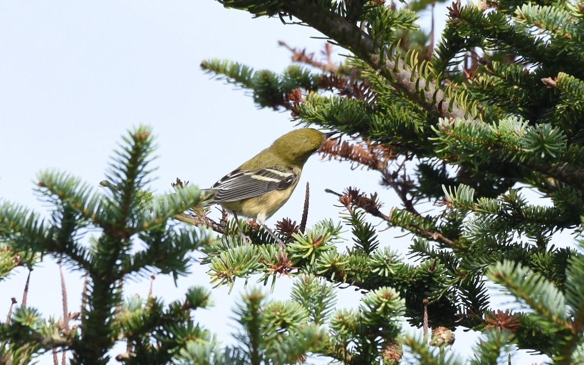 Bay-breasted Warbler - ML175504161