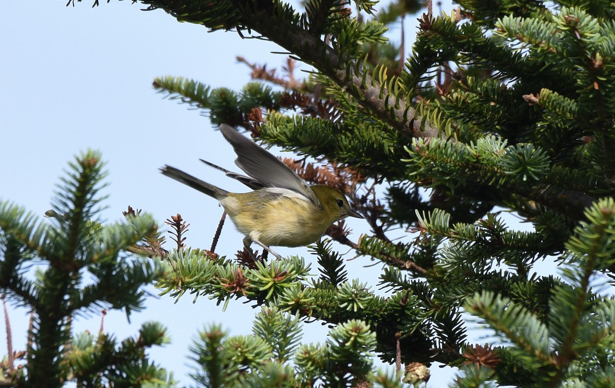 Bay-breasted Warbler - ML175504171