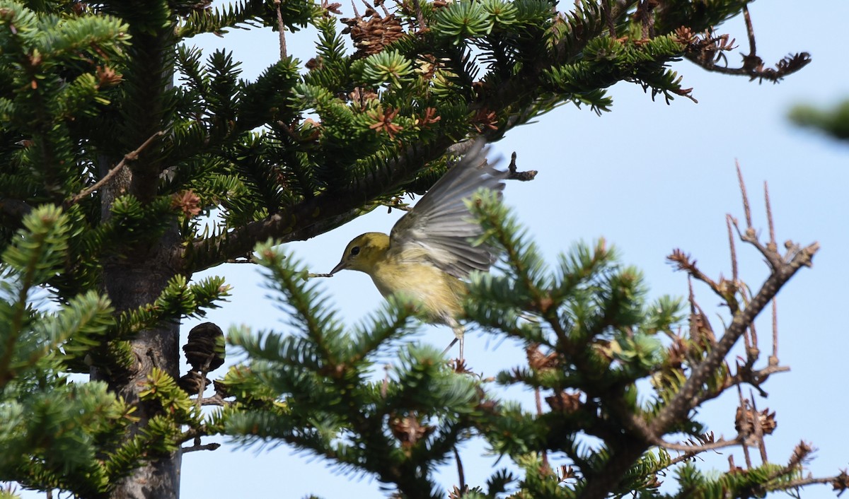 Bay-breasted Warbler - ML175504181