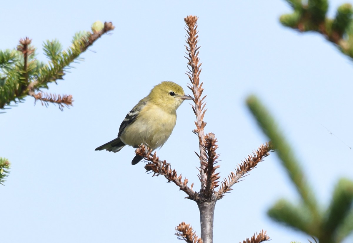 Bay-breasted Warbler - Kathy Marche