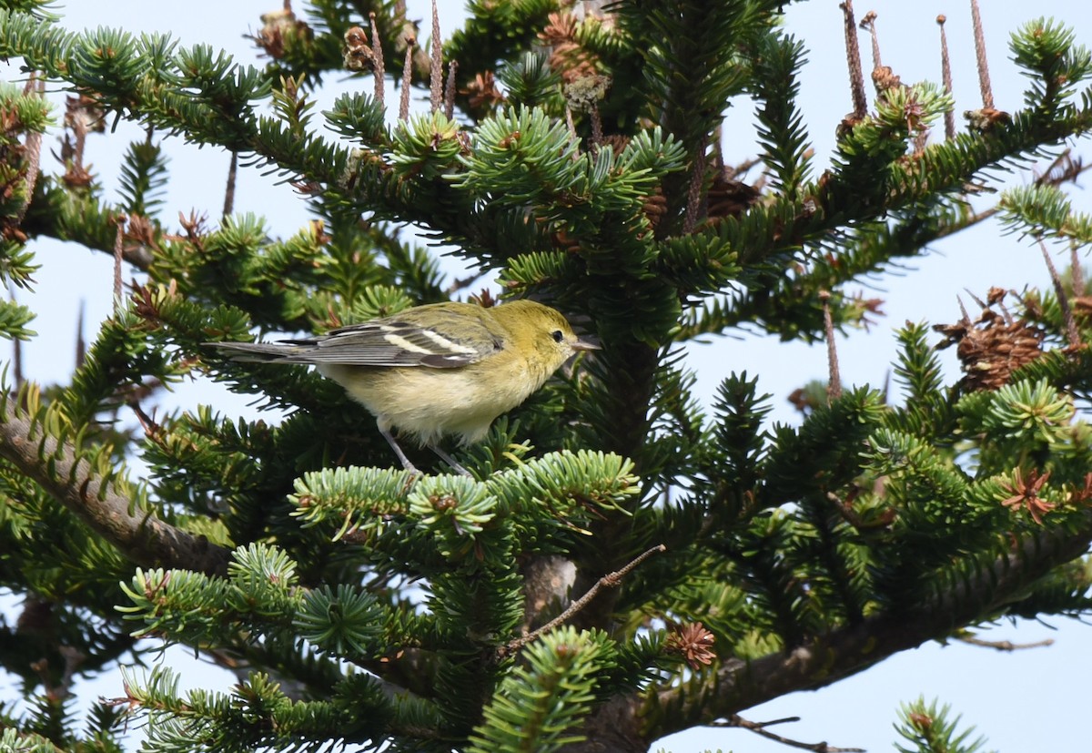 Bay-breasted Warbler - ML175504211