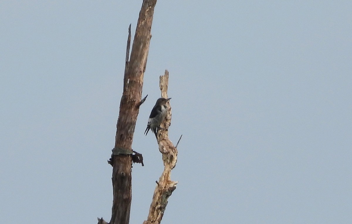 Red-headed Woodpecker - ML175504281