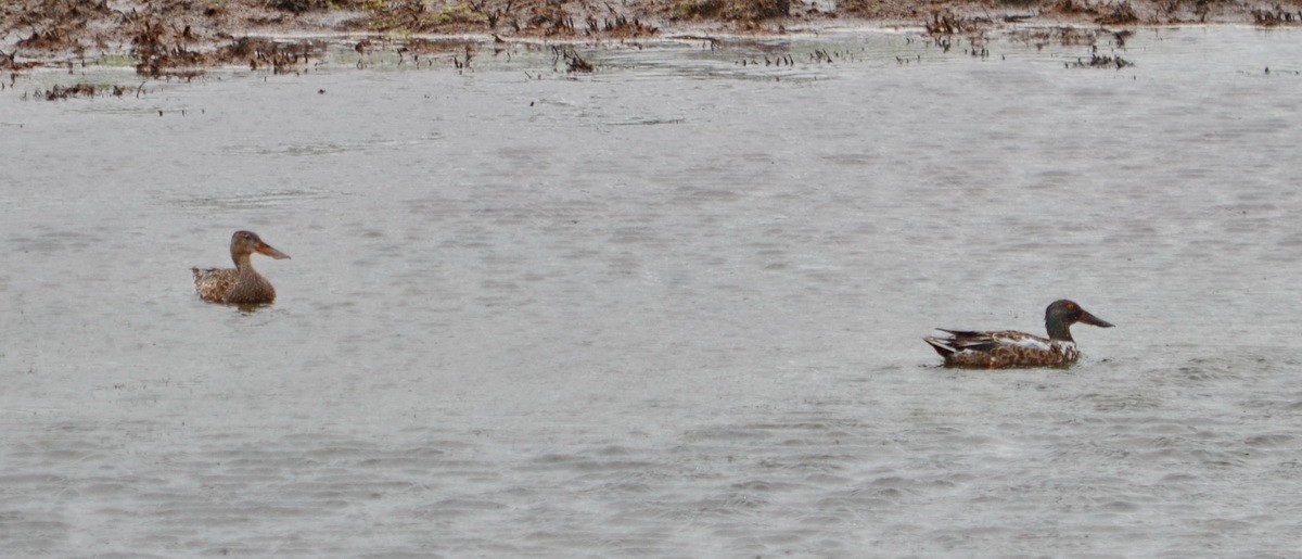 Northern Shoveler - ML175504351