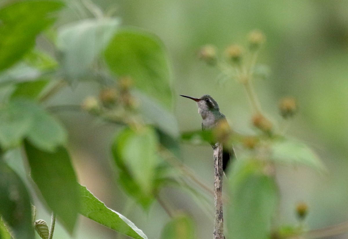 kolibřík Canivetův (ssp. canivetii) - ML175504661