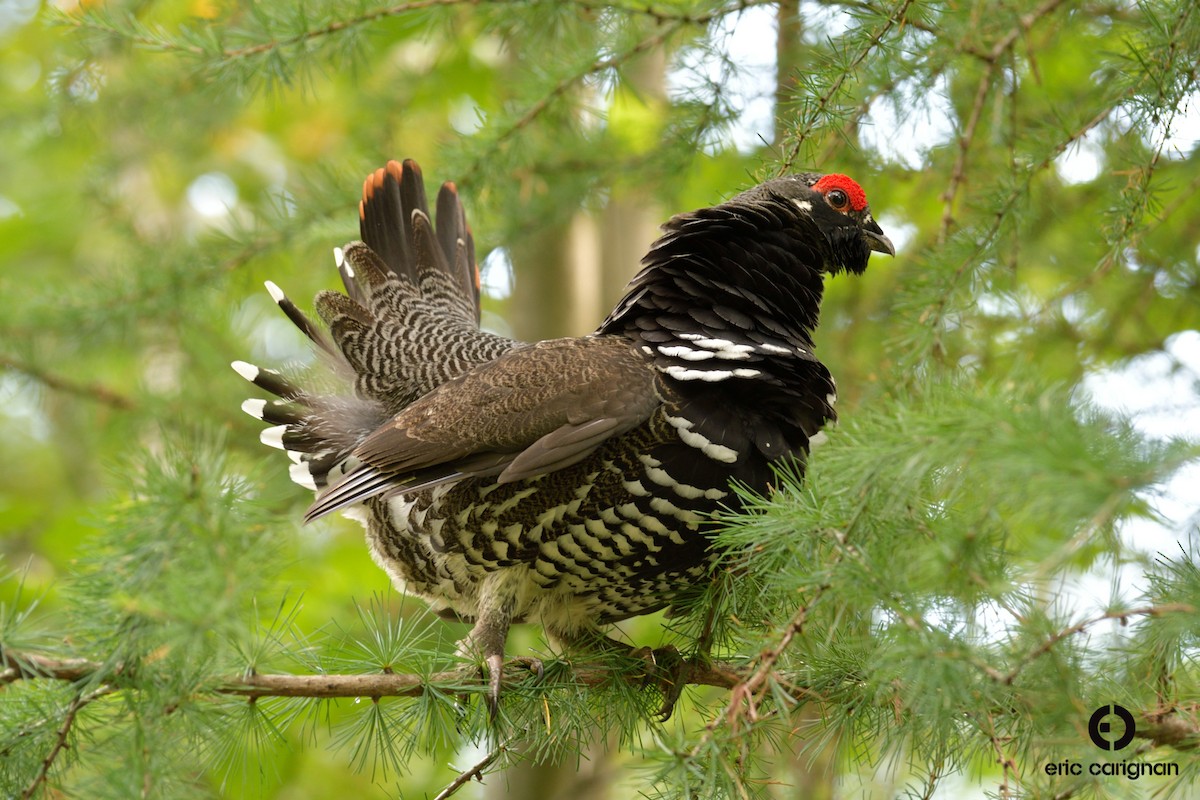 Spruce Grouse - ML175505021