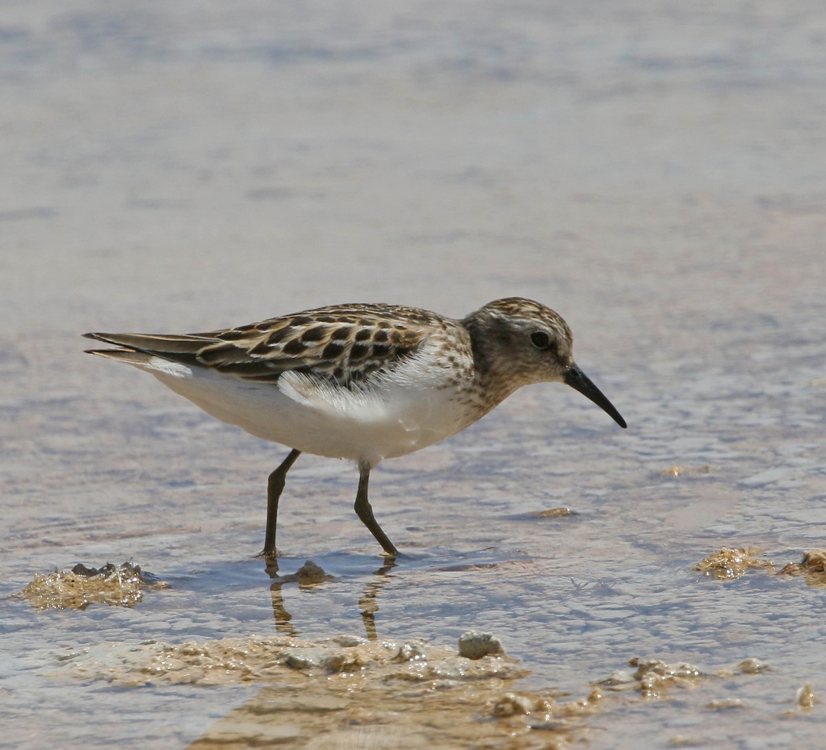 Western Sandpiper - ML175505891