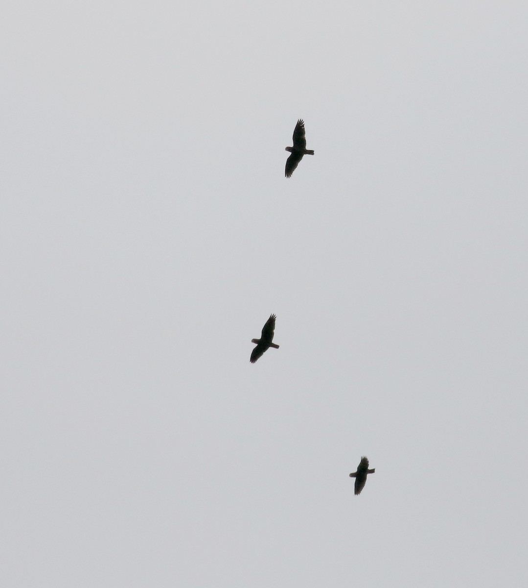 White-crowned Parrot - ML175506481