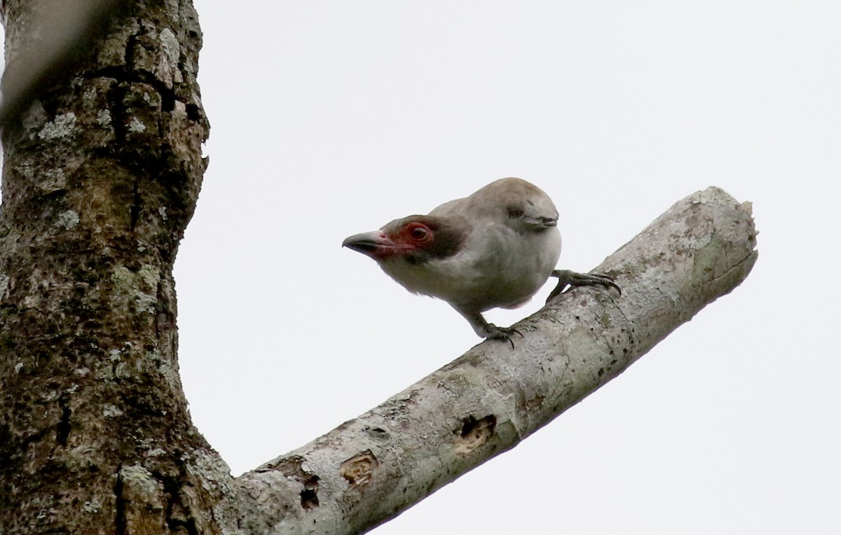 Masked Tityra - ML175506661