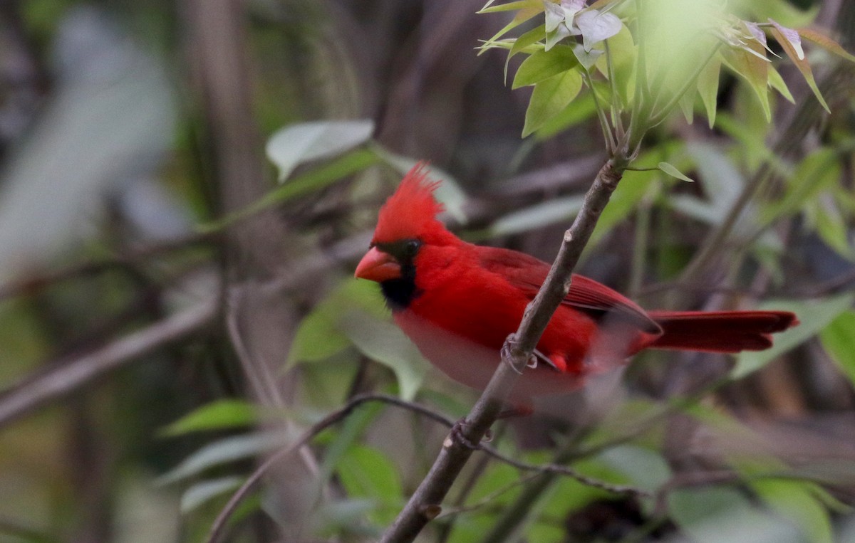 rødkardinal (cardinalis gr.) - ML175506871