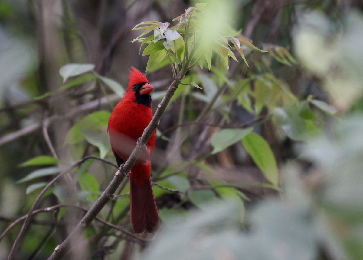 Cardinal rouge (groupe cardinalis) - ML175506891