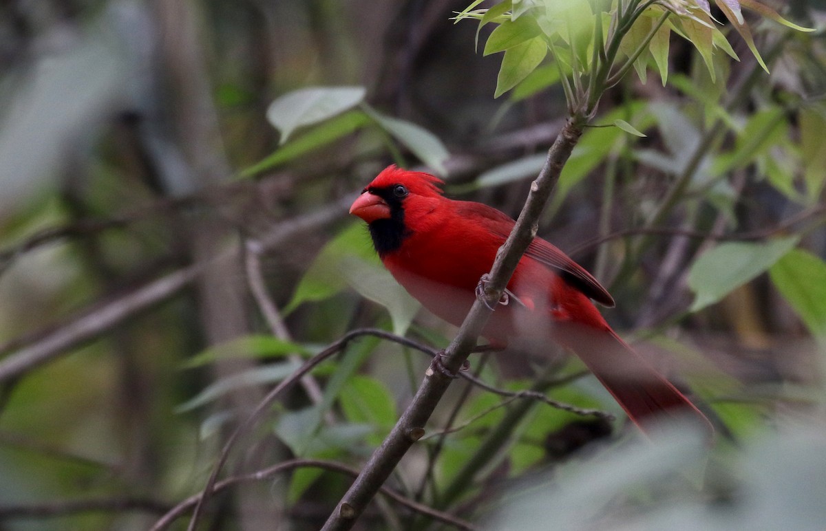 Cardinal rouge (groupe cardinalis) - ML175506961