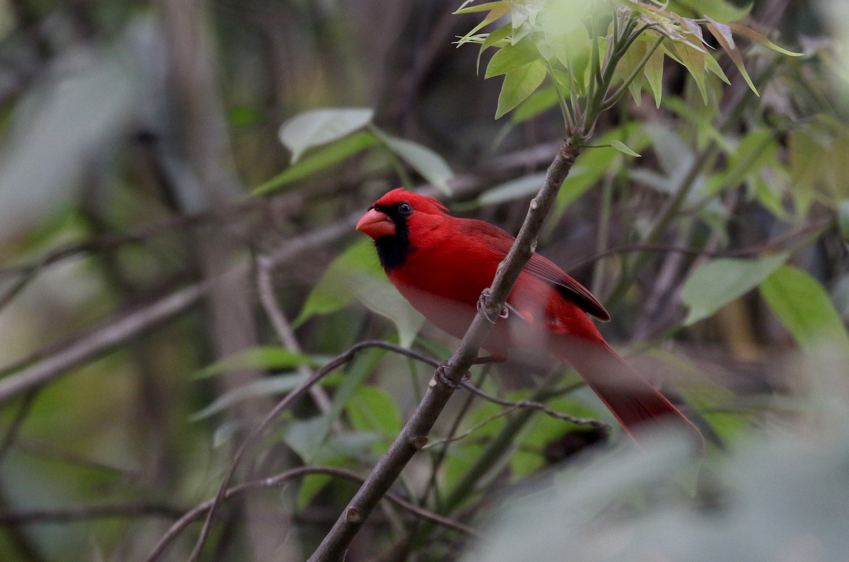 Cardinal rouge (groupe cardinalis) - ML175506971