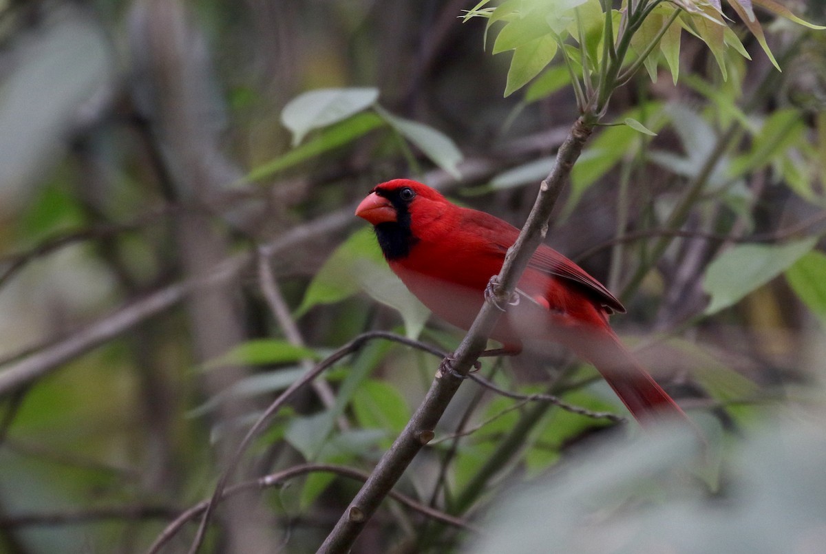 Cardinal rouge (groupe cardinalis) - ML175506991