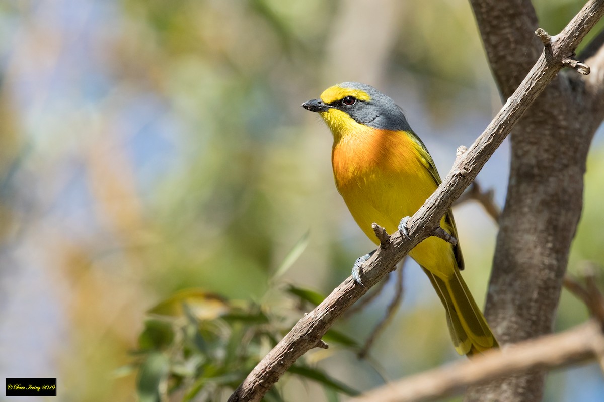 Sulphur-breasted Bushshrike - David Irving