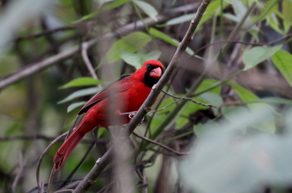 Cardinal rouge (groupe cardinalis) - ML175507321