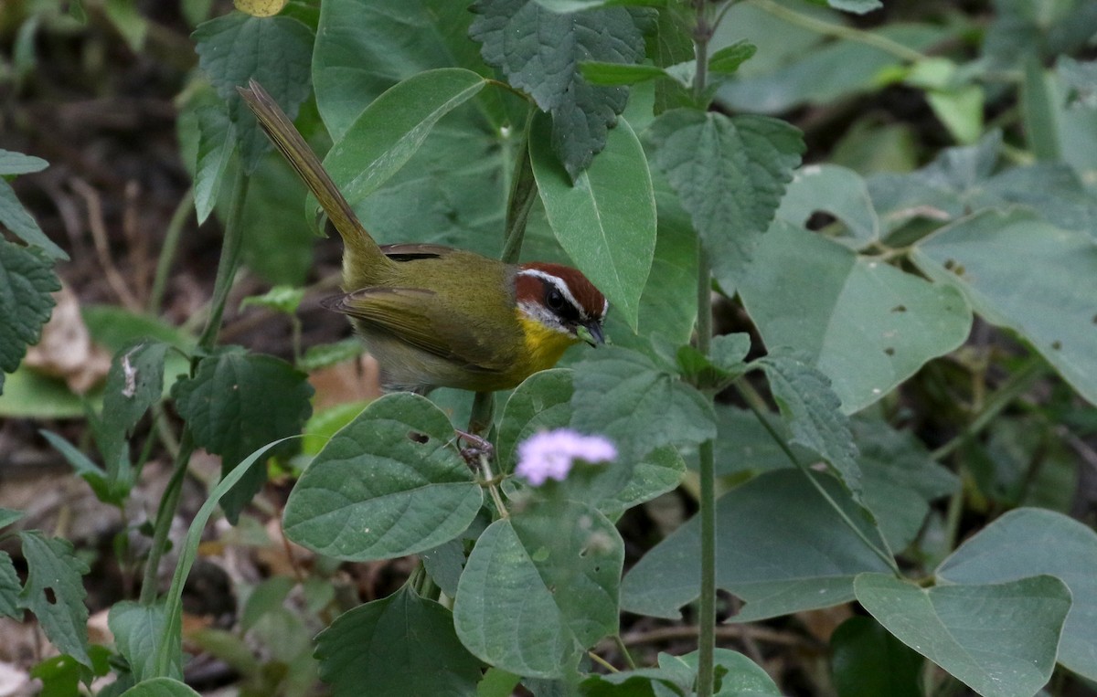 brunkroneparula (salvini) - ML175507841