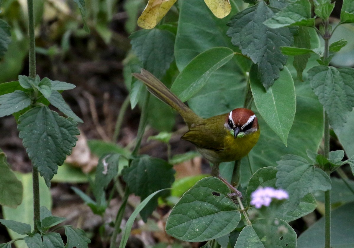 brunkroneparula (salvini) - ML175507851