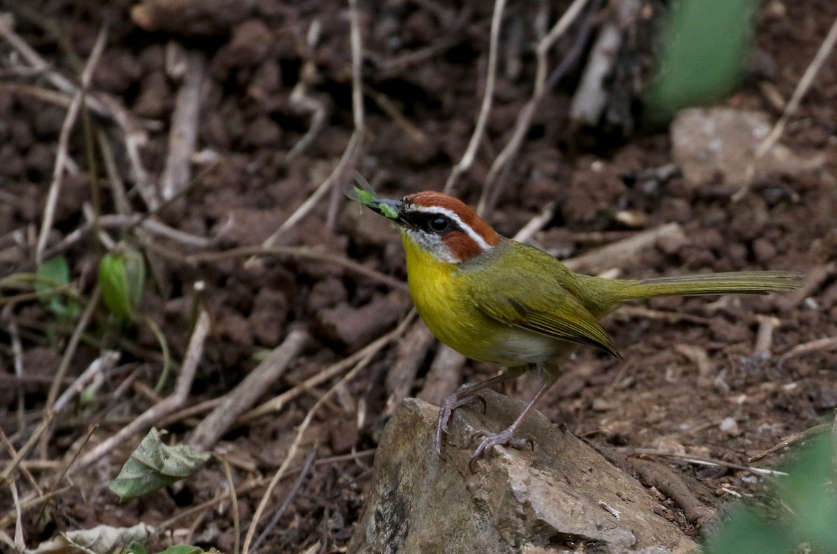 brunkroneparula (salvini) - ML175507901