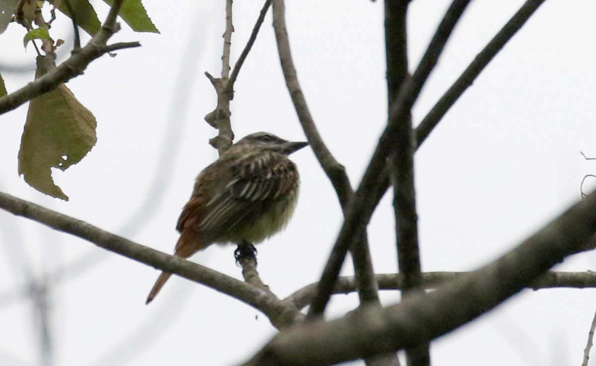 Sulphur-bellied Flycatcher - ML175507981