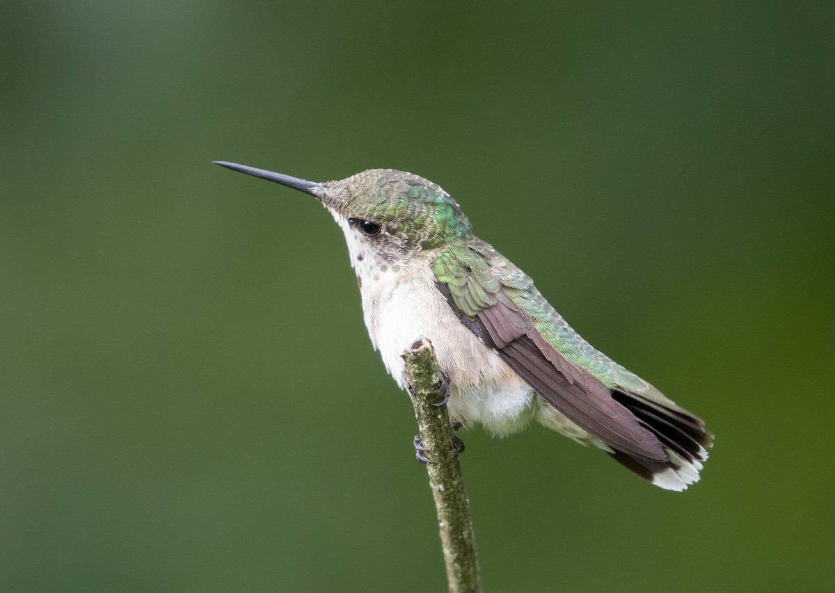 Ruby-throated Hummingbird - George Armistead | Hillstar Nature