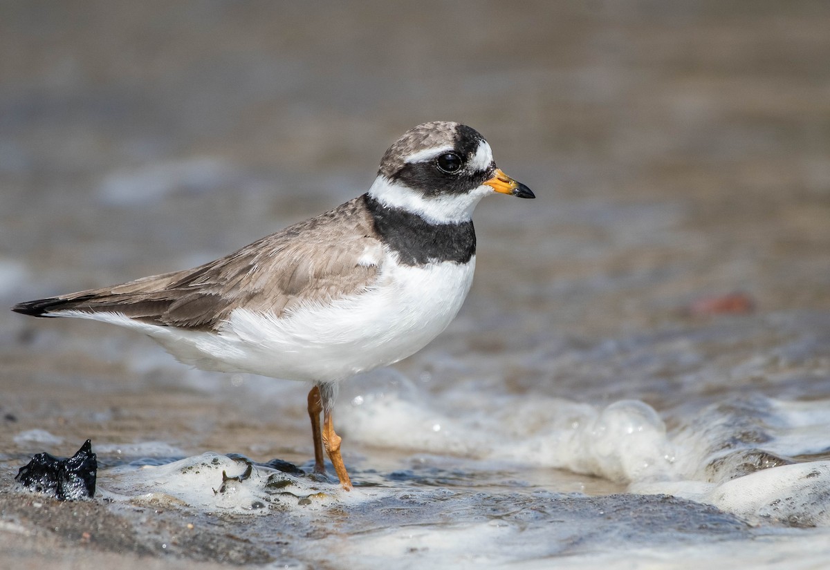 Common Ringed Plover - Annie Lavoie