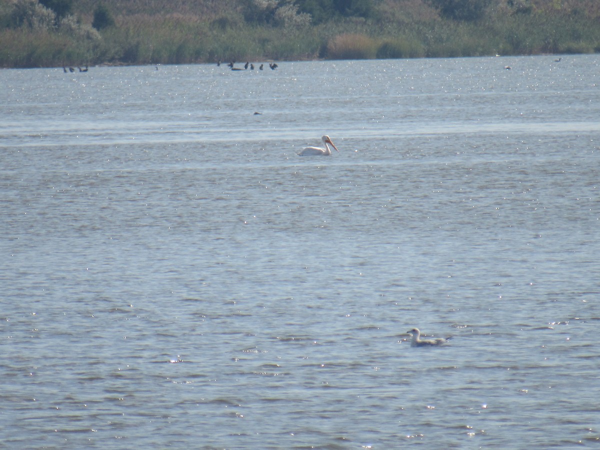 American White Pelican - John Coyle