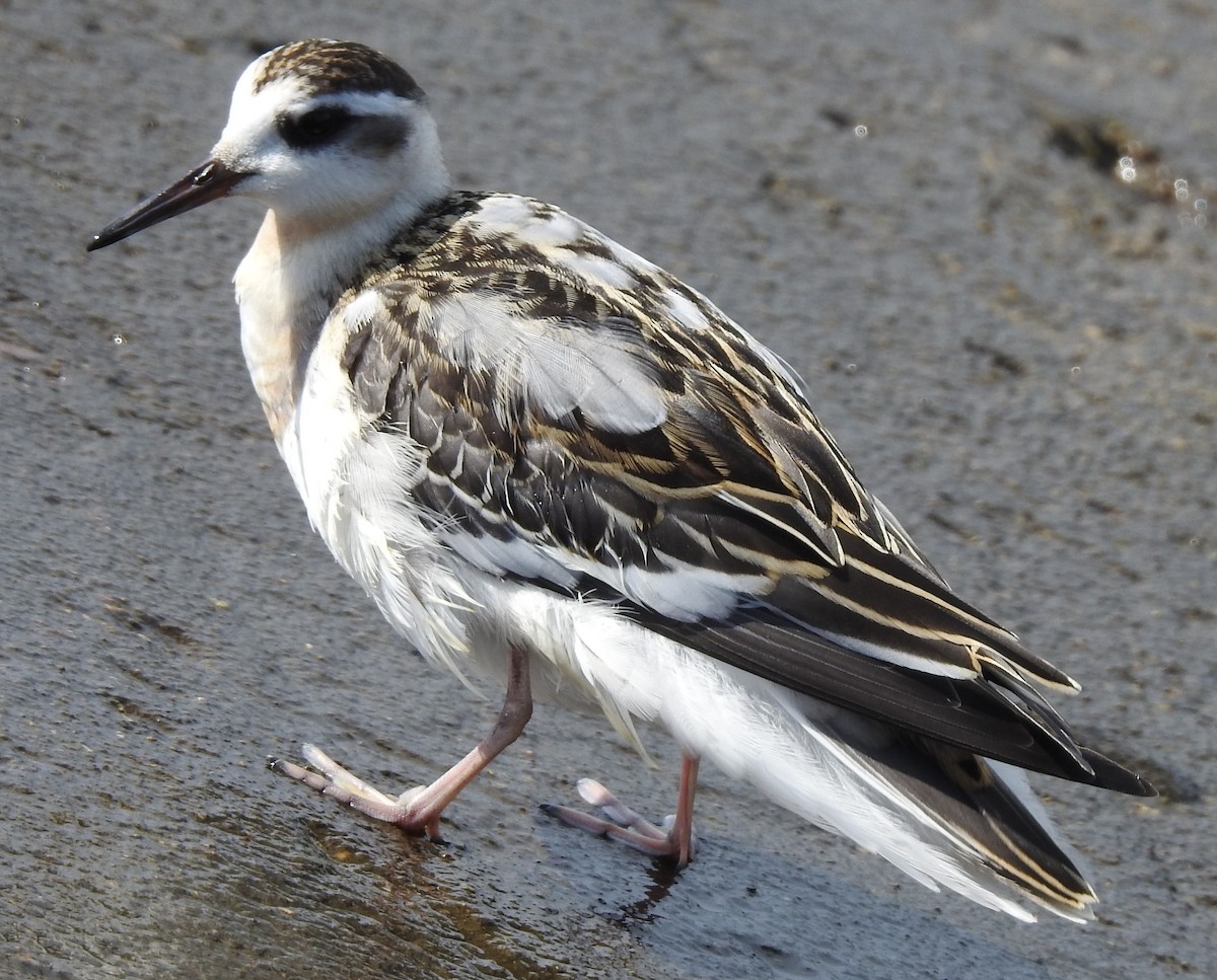 Red Phalarope - ML175510231