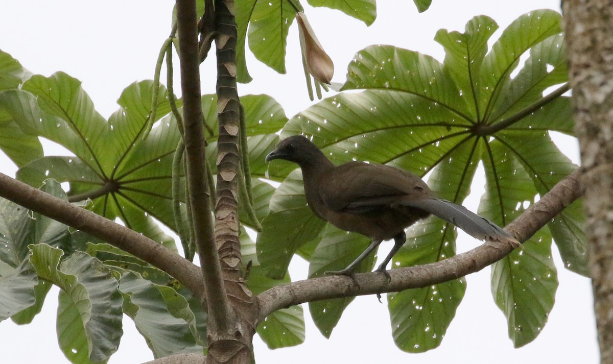 Chachalaca Norteña - ML175510771