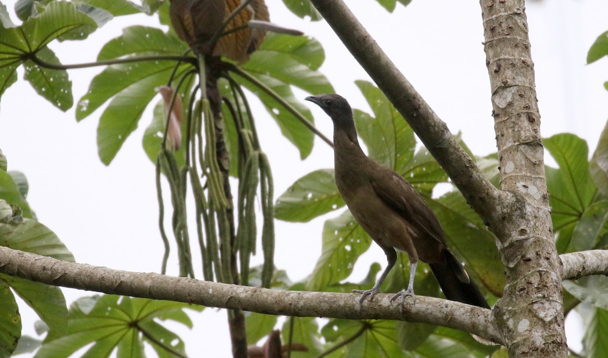 Plain Chachalaca - ML175510811