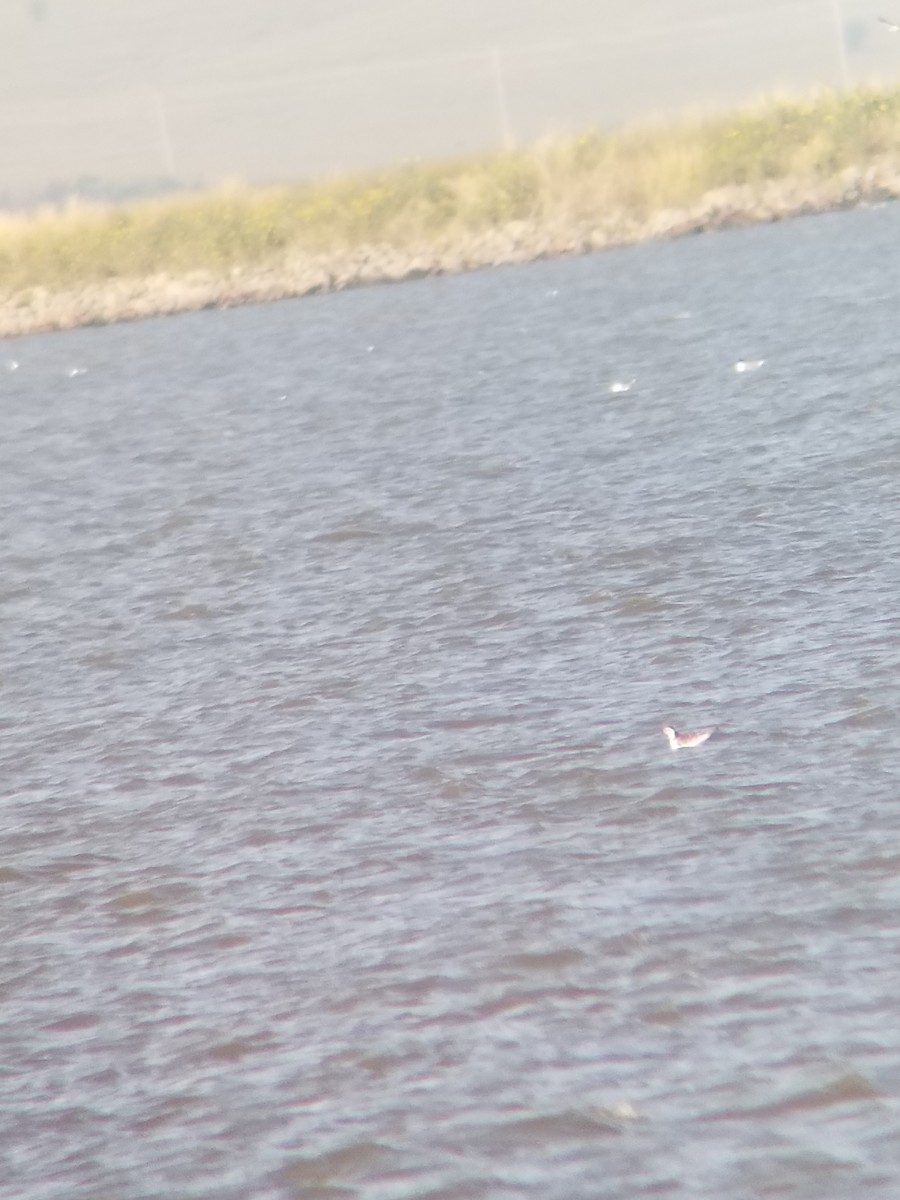 Little Gull - ML175512171