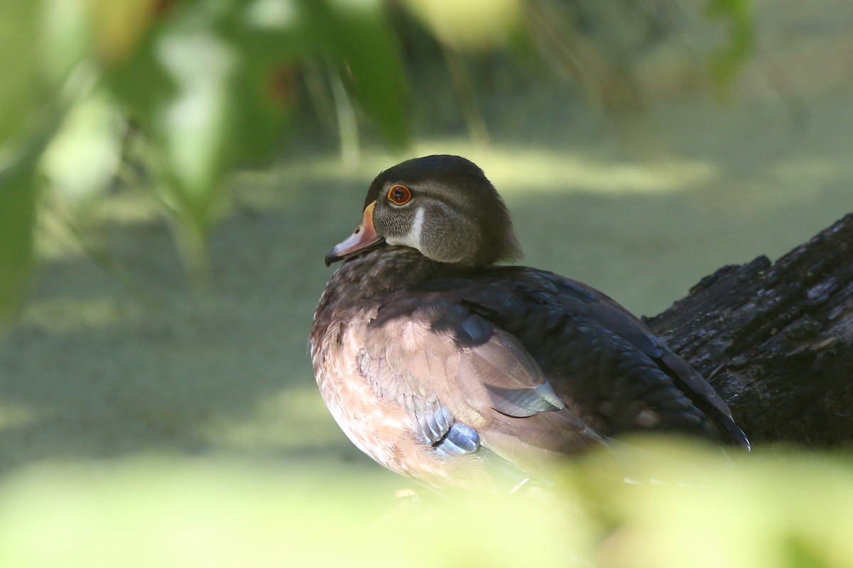 Wood Duck - ML175512441