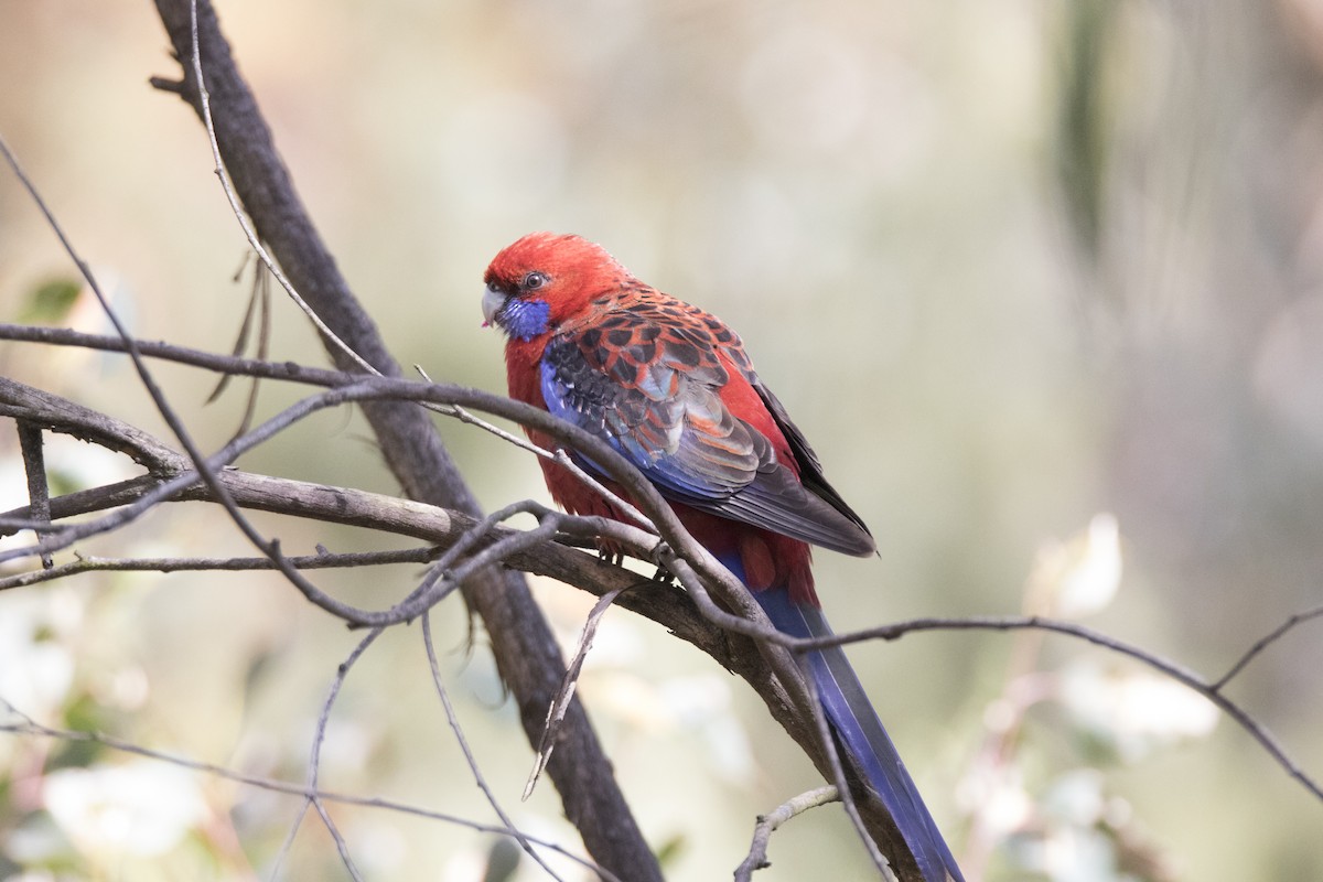 Perruche de Pennant (groupe elegans) - ML175512651