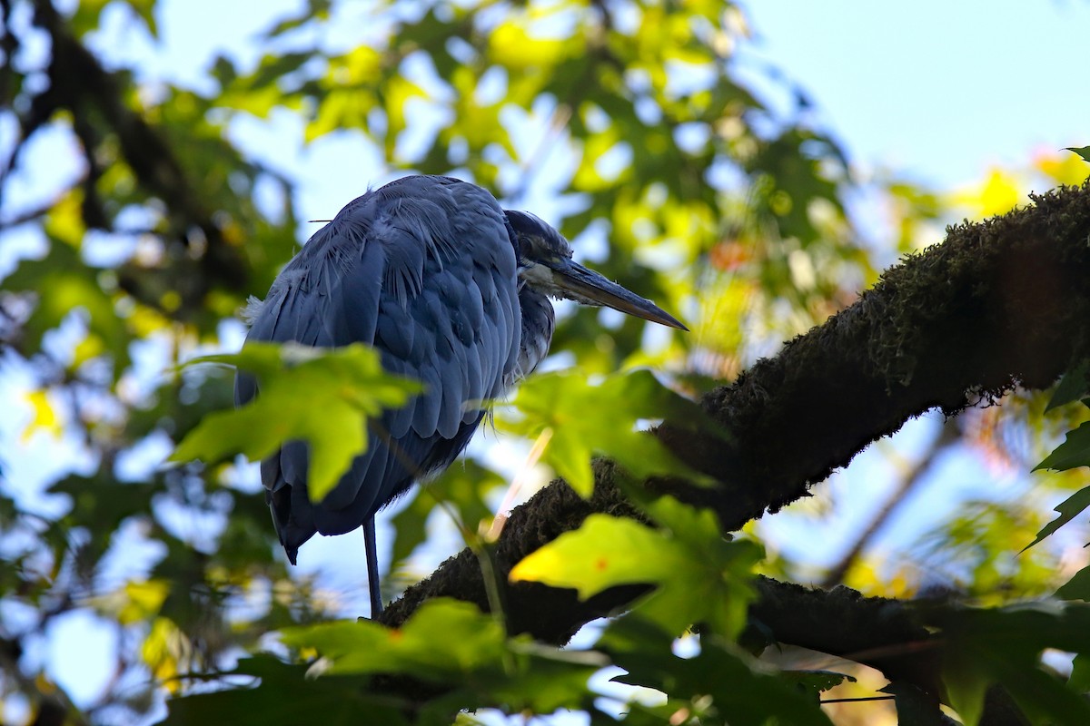 Great Blue Heron - ML175512721