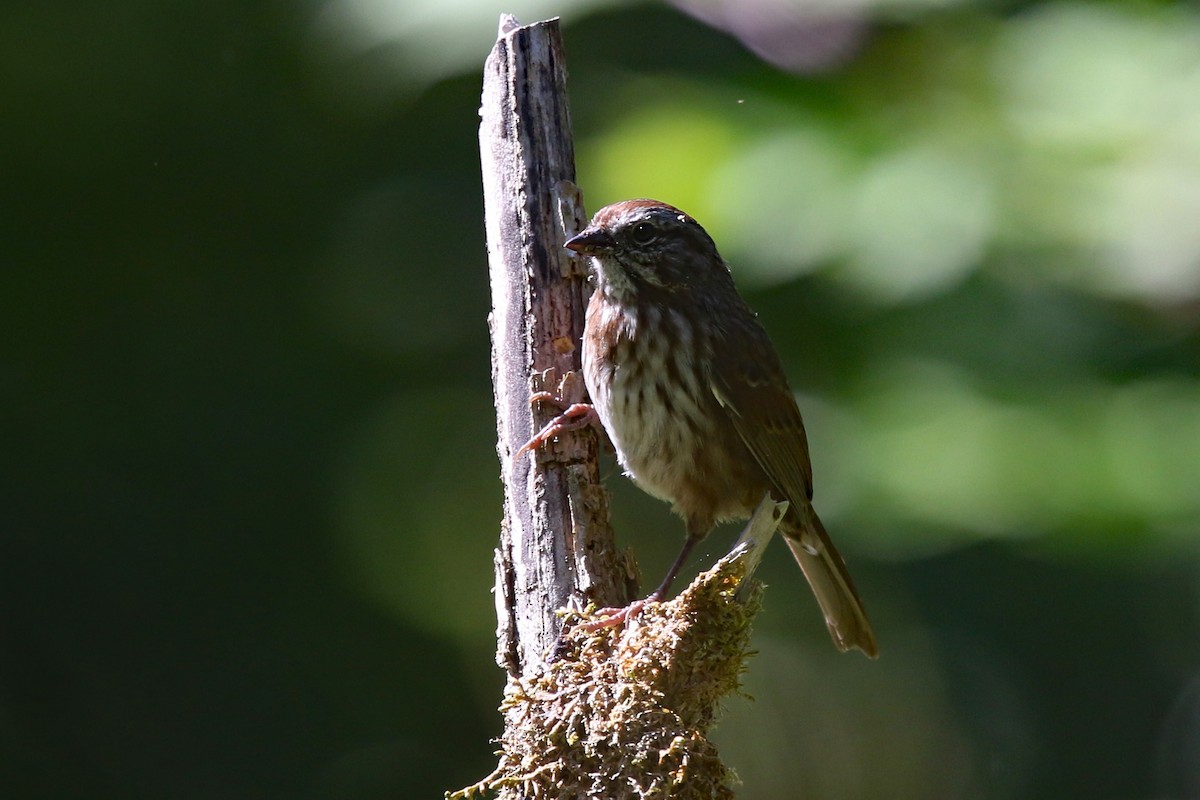 Song Sparrow - ML175513171