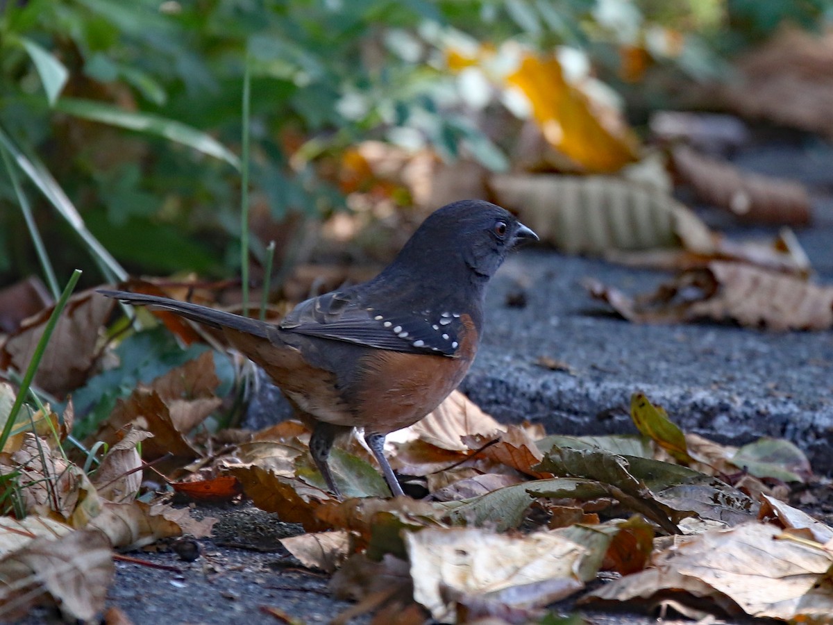 Spotted Towhee - ML175513441