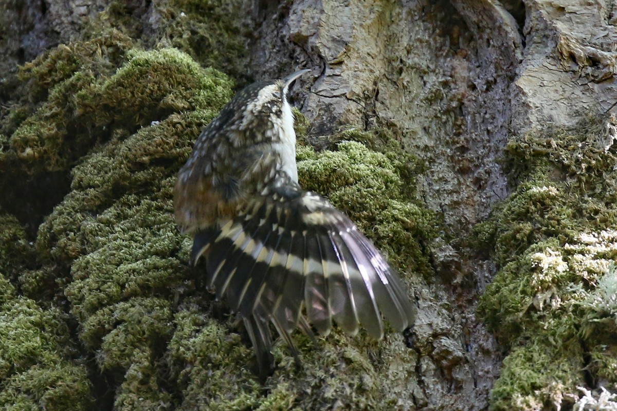 Brown Creeper - ML175513691