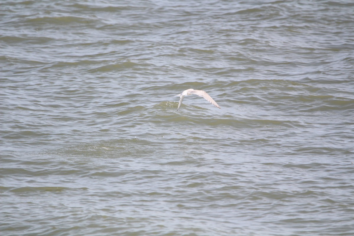 Arctic Tern - ML175516381