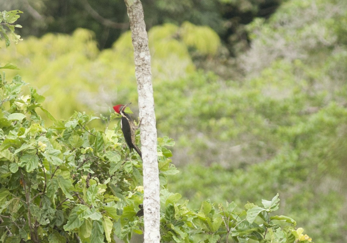 Lineated Woodpecker - ML175518461