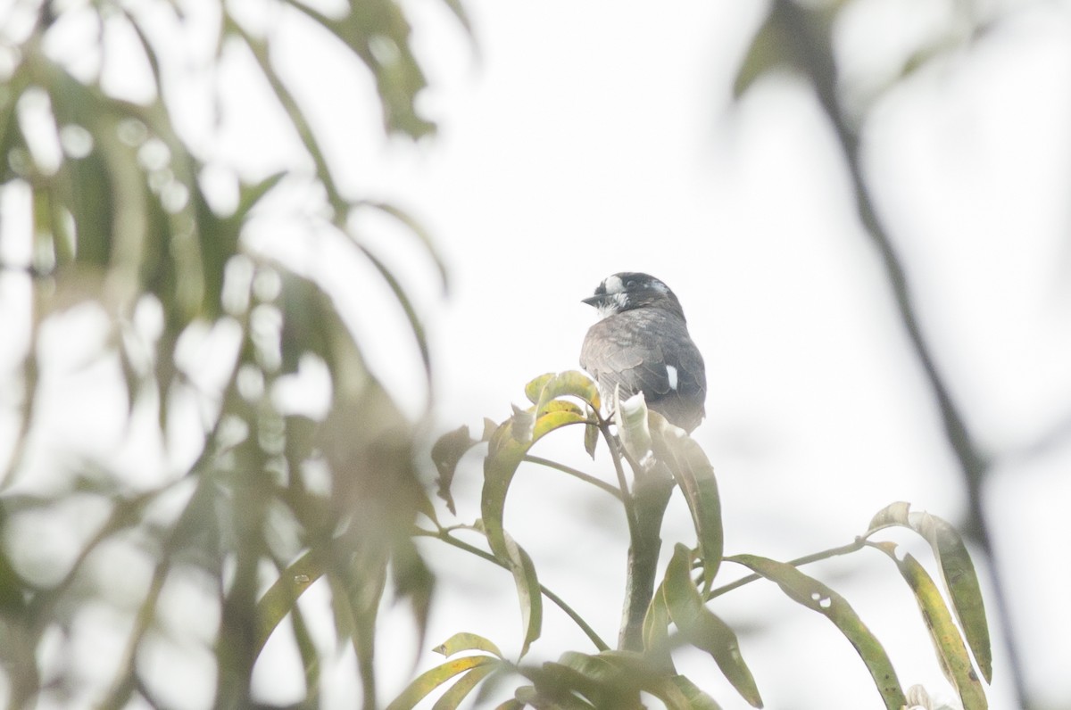 White-browed Purpletuft - ML175518671