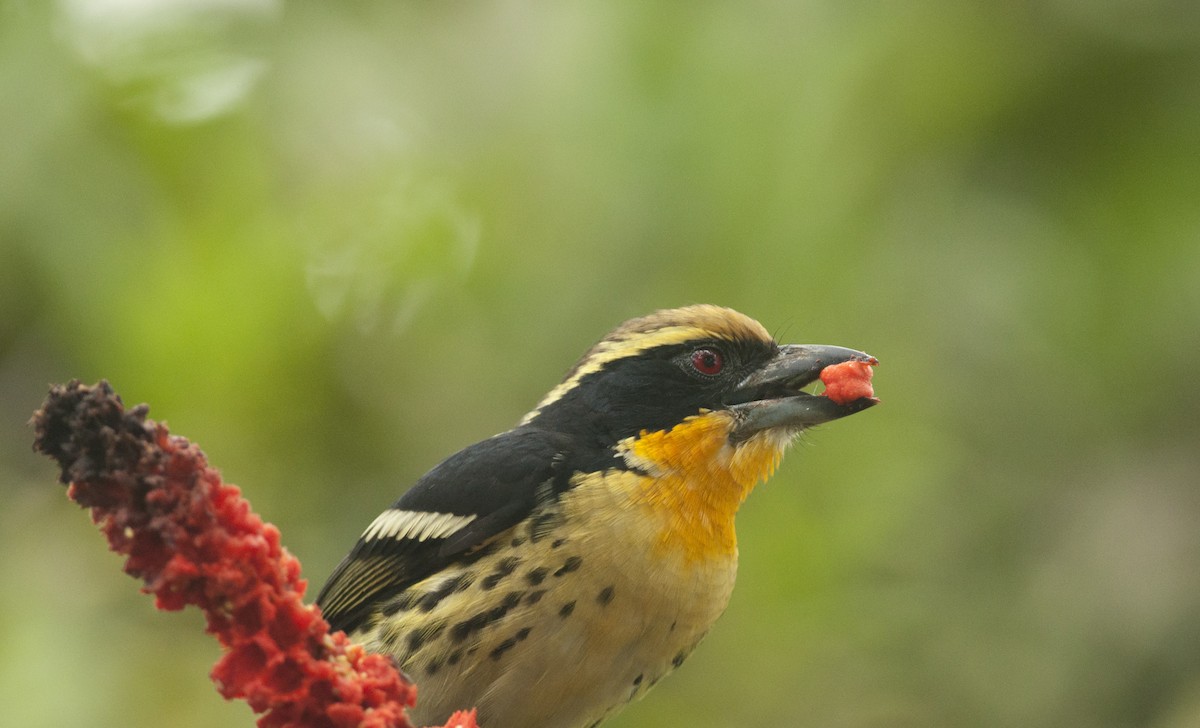 Gilded Barbet - ML175518851