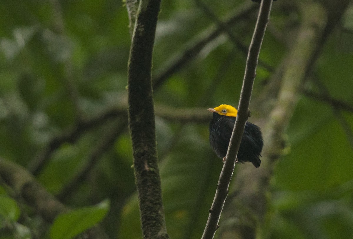 Golden-headed Manakin - ML175519001