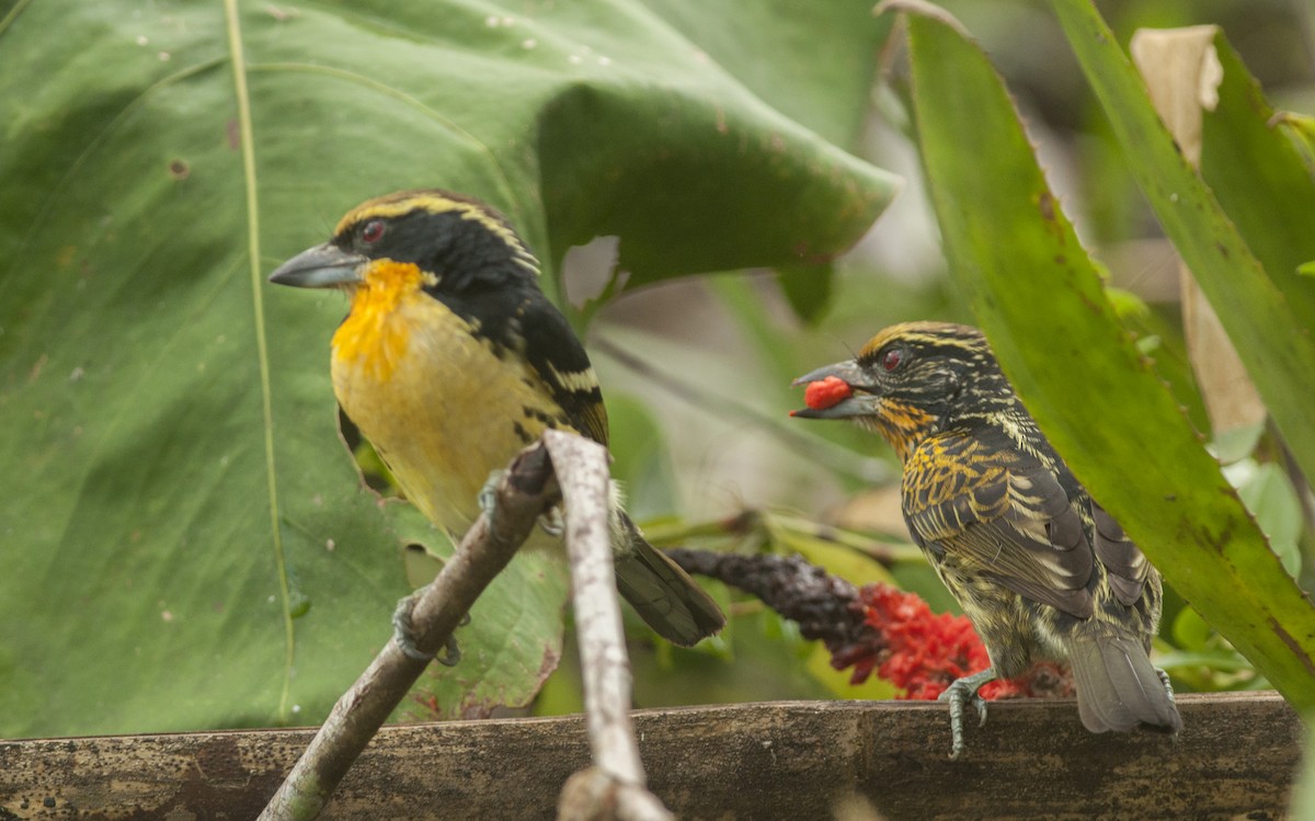 Gilded Barbet - ML175519071