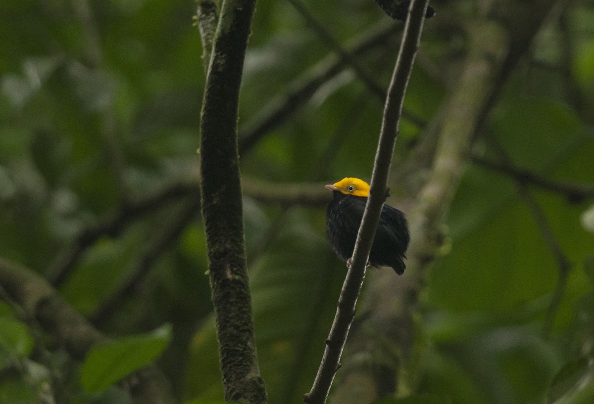 Golden-headed Manakin - ML175519091