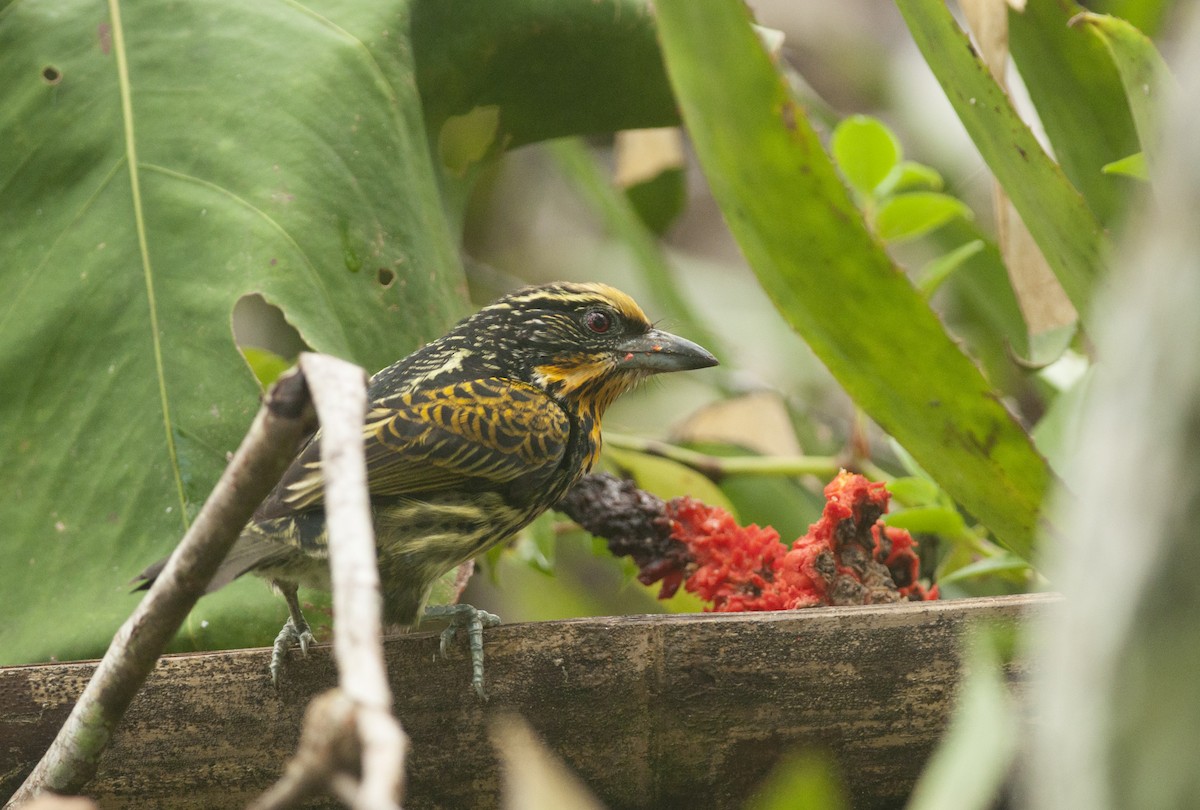 Gilded Barbet - ML175519111