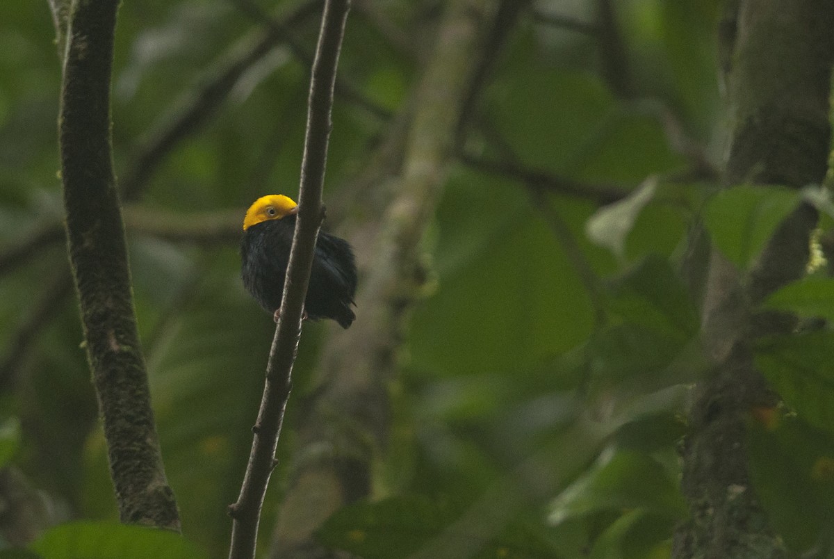 Golden-headed Manakin - ML175519161